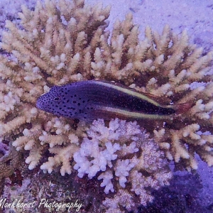Slanke koraalklimmer (Fosters' hawkfish)